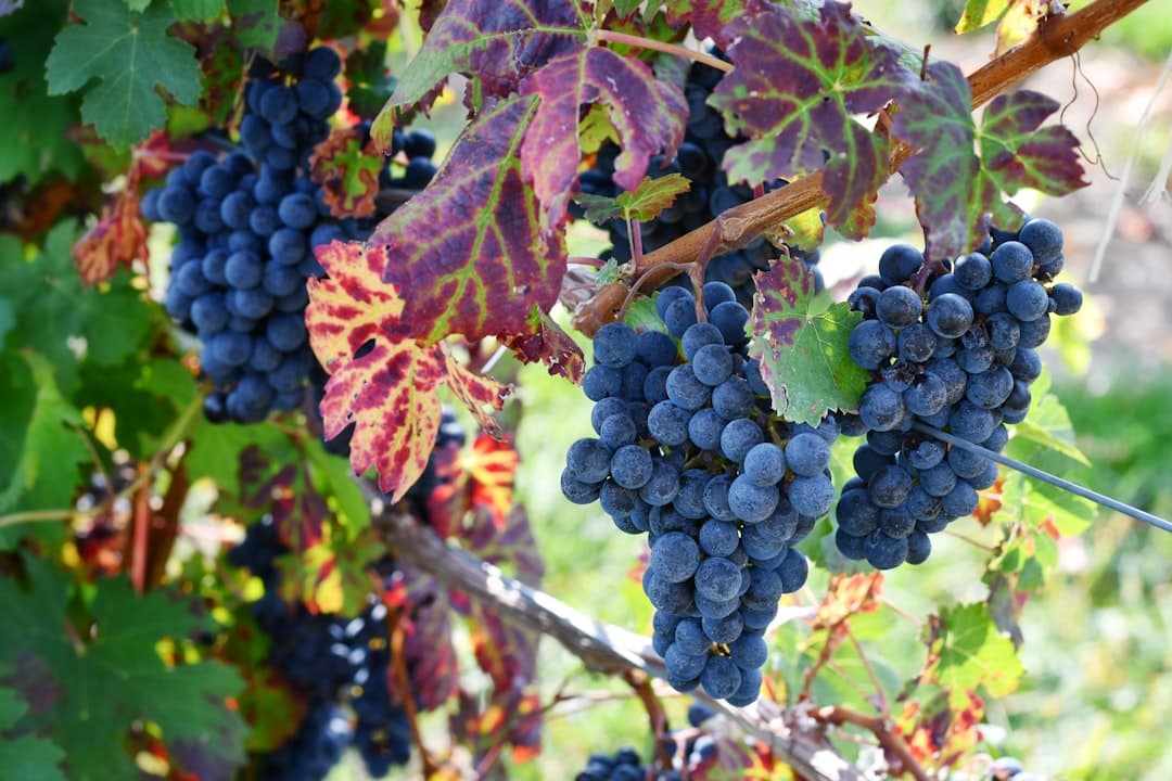 Photo Red grapes