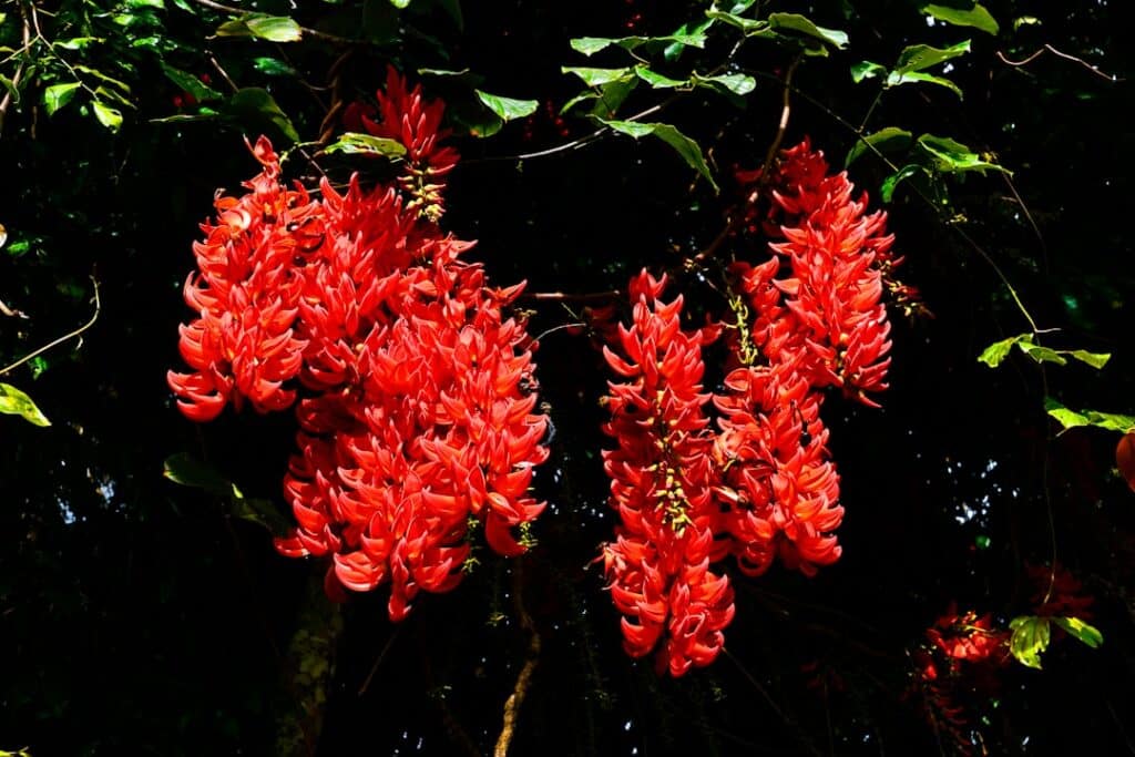 Photo Mucuna plant