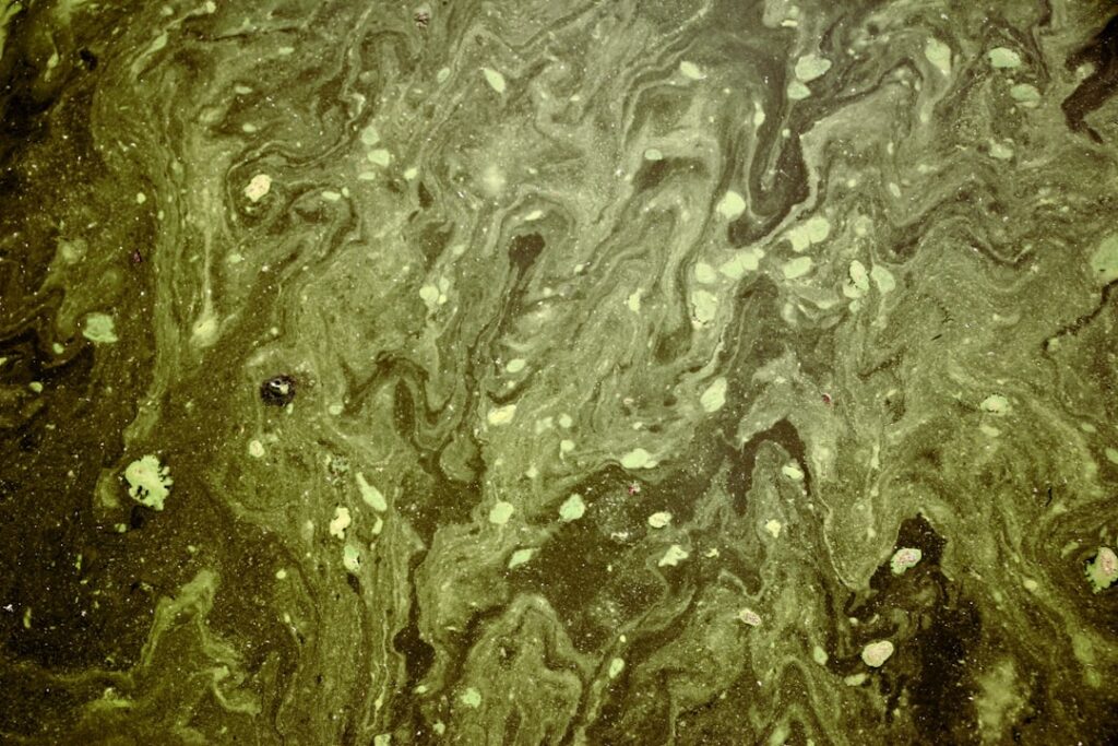Photo Green algae