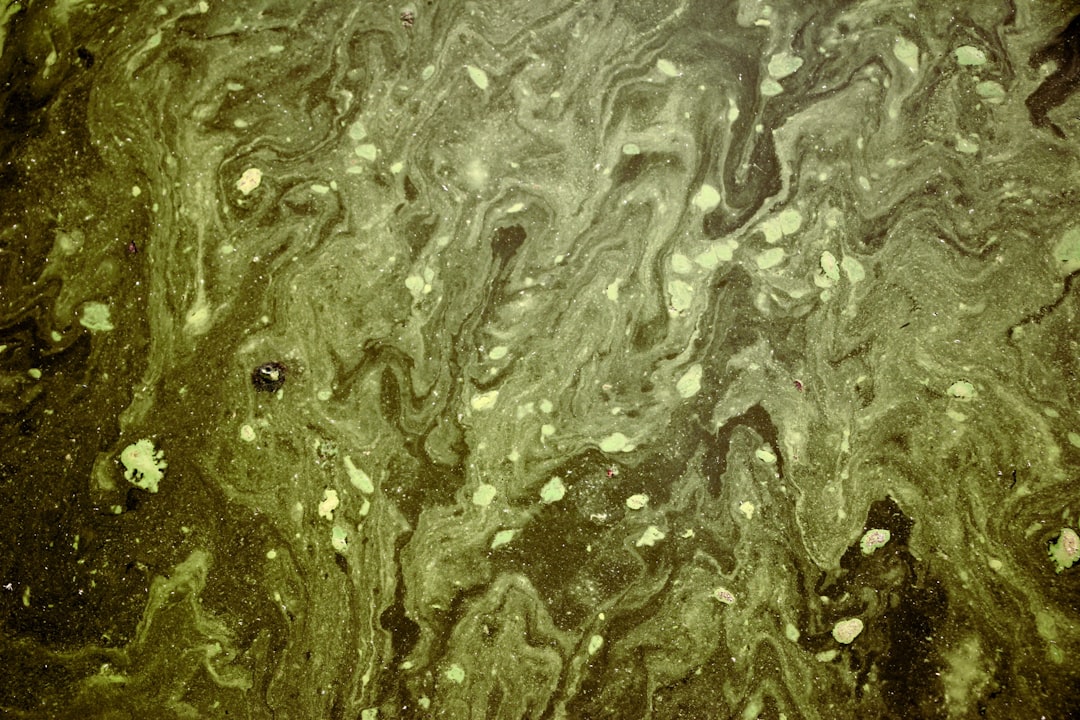 Photo Green algae