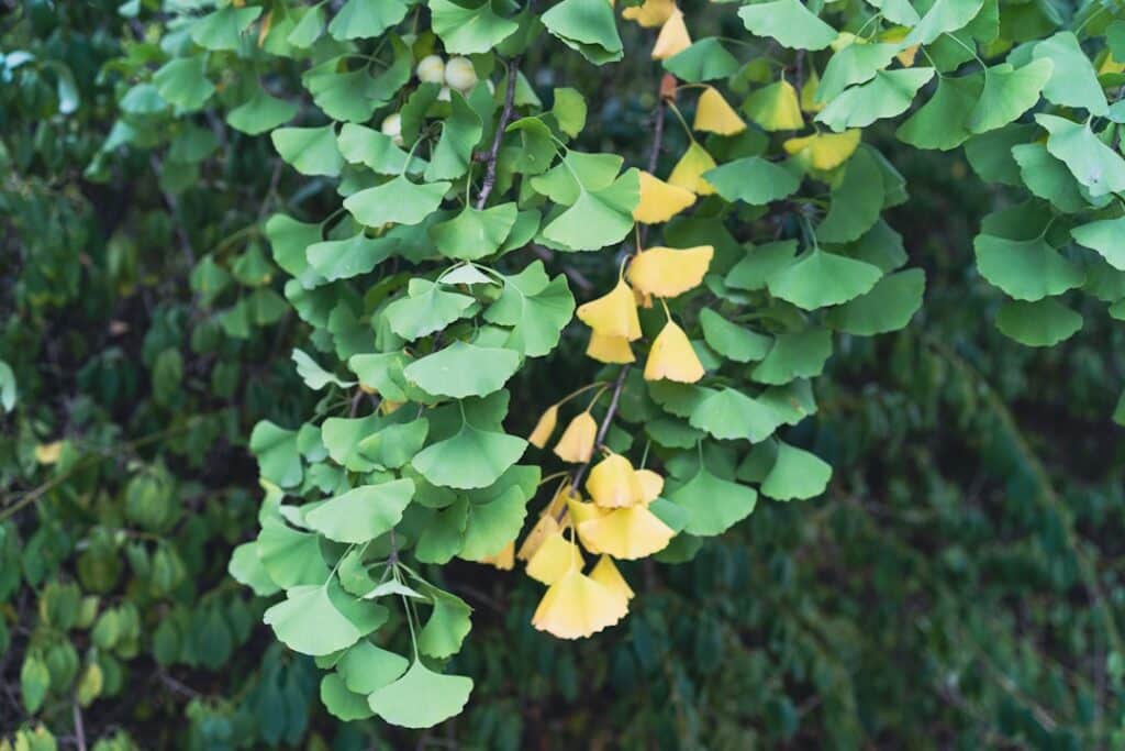 Photo Ginkgo leaves