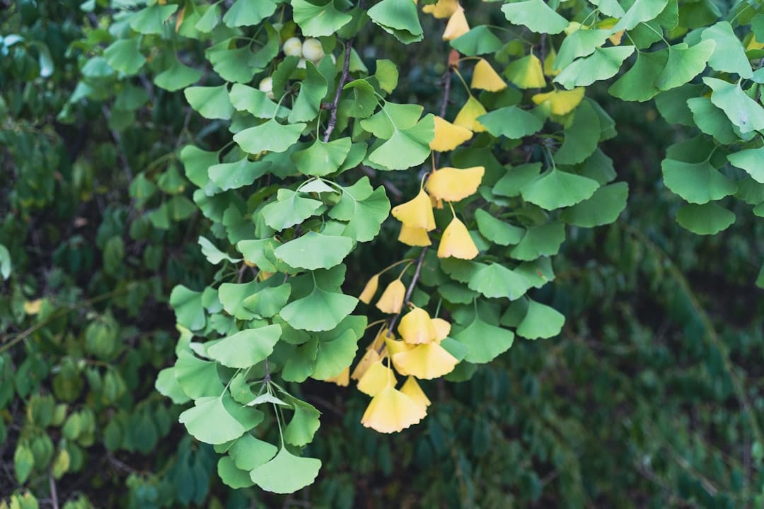 Photo Ginkgo leaves
