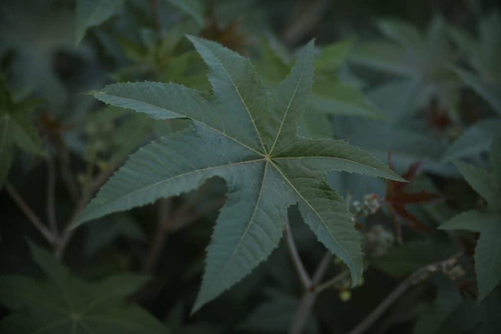 Photo Herbal capsules