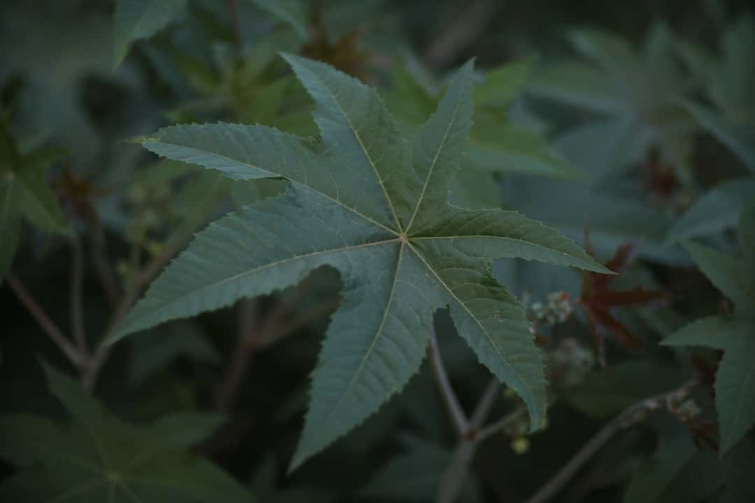 Photo Herbal capsules