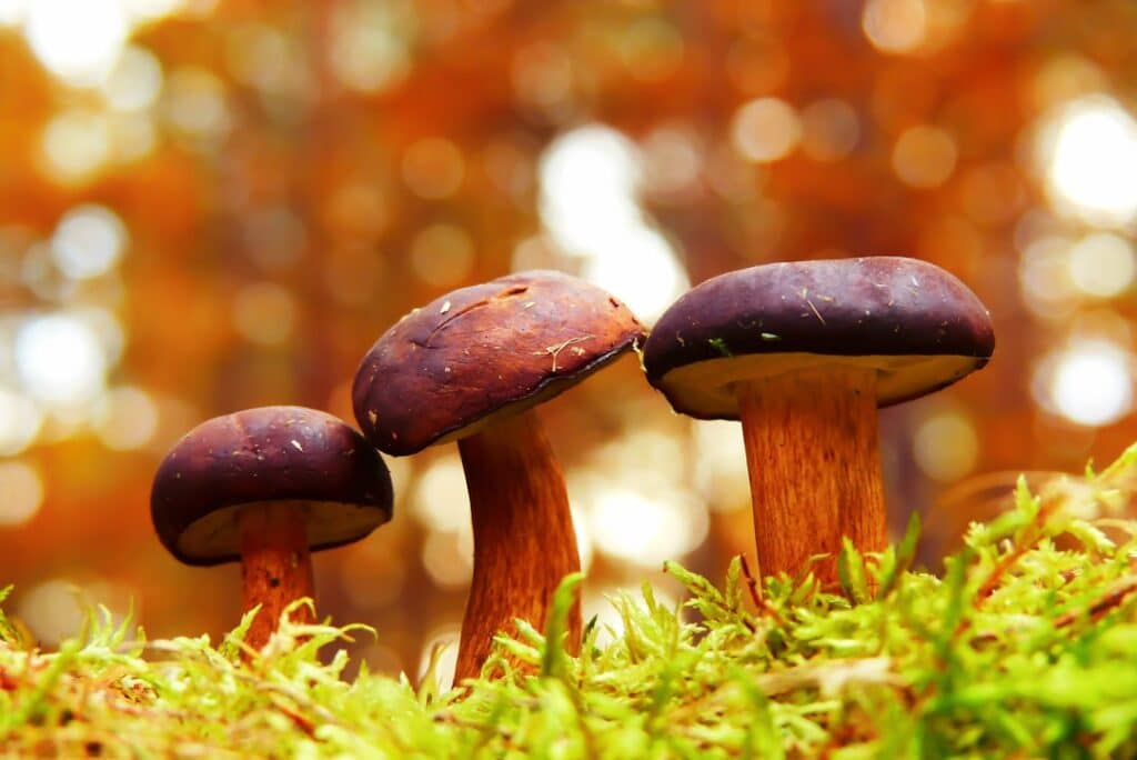 Photo Maitake mushroom