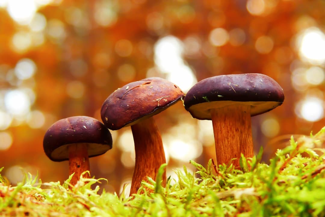 Photo Maitake mushroom