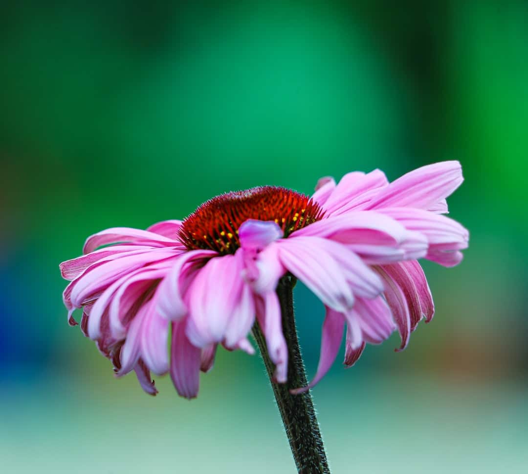 Photo Echinacea plant