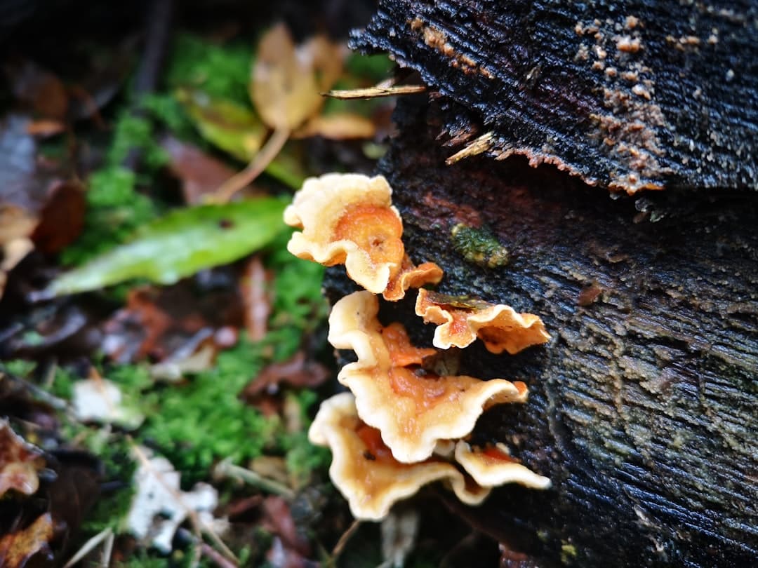 Photo Turkey Tail Mushroom