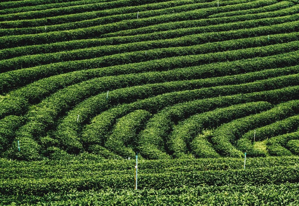 Photo Green tea