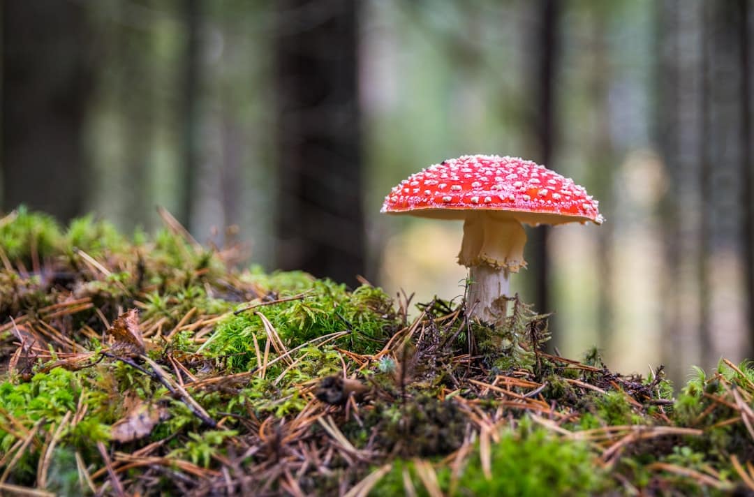 Photo Maitake mushroom
