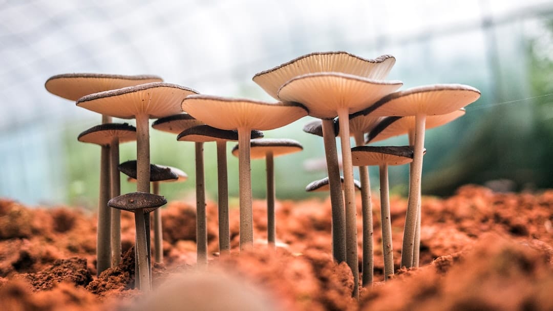 Photo Reishi mushroom