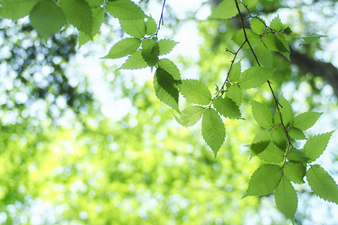 Photo Green leaves