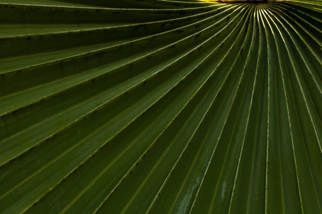 Photo Moringa leaves