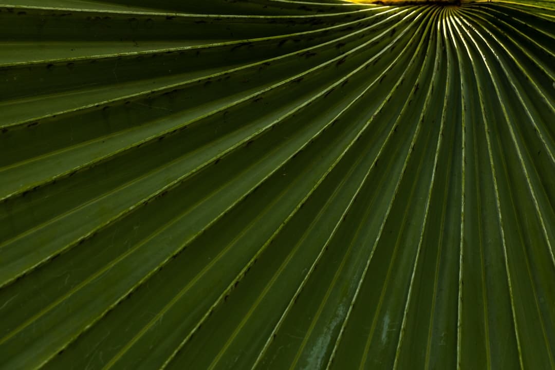 Photo Moringa leaves