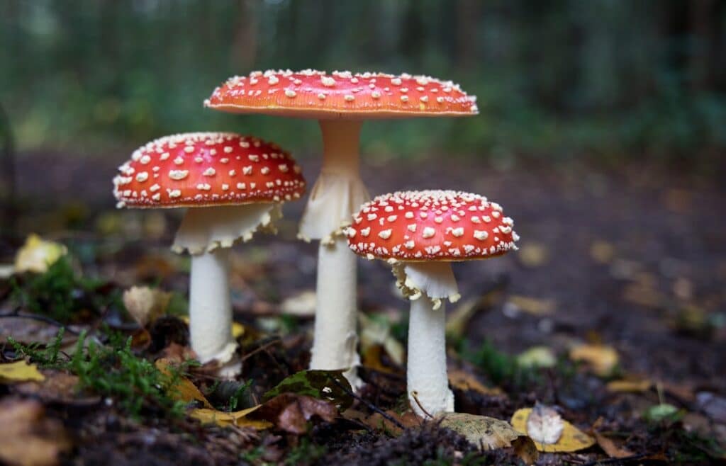 Photo Lions Mane Mushroom