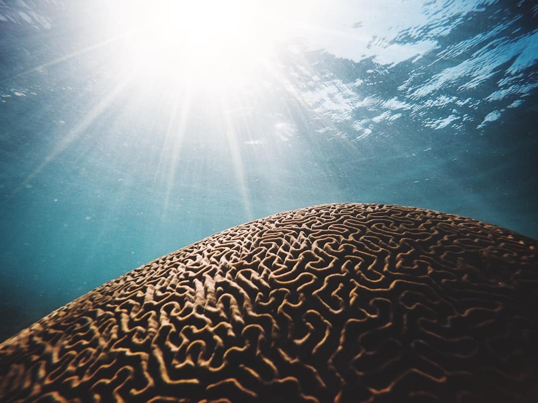 Photo Brain function