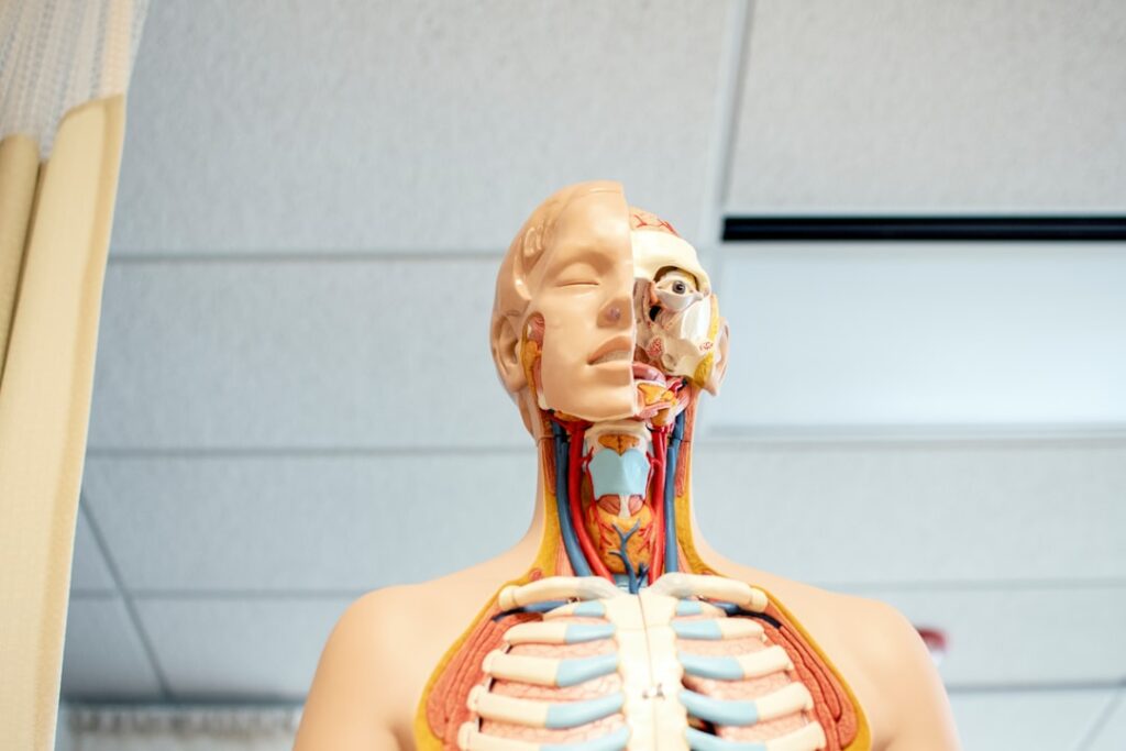 Photo Lungs Clear