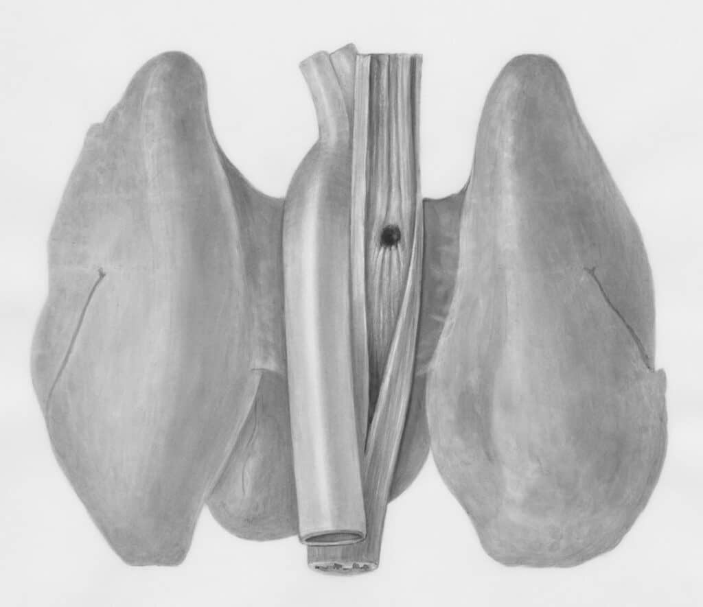 Photo Lungs and Glutathione