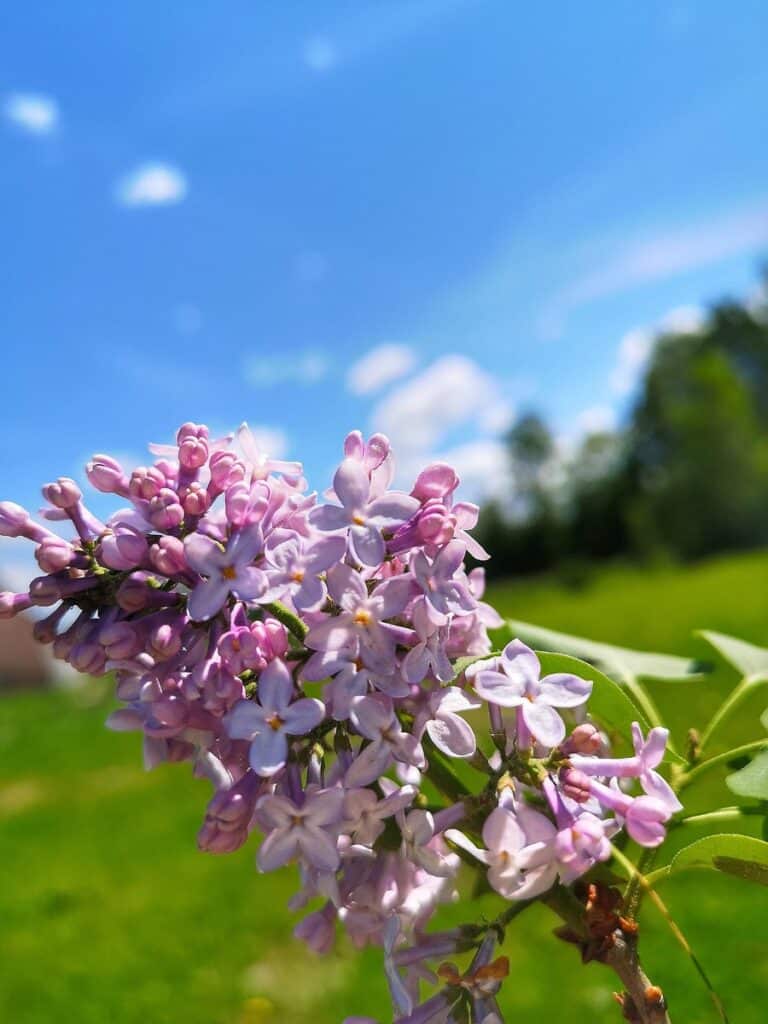 Photo "Best Flonase Alternative Sprays for Allergy Season"