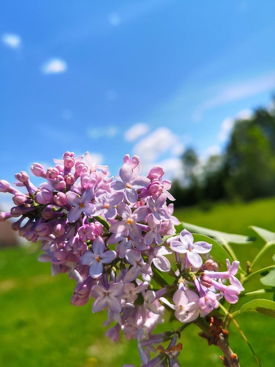 Photo "Best Flonase Alternative Sprays for Allergy Season"