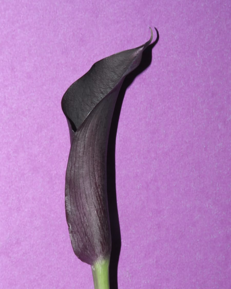 Photo "Is There a Better Alternative to Viagra for Erectile Dysfunction?"