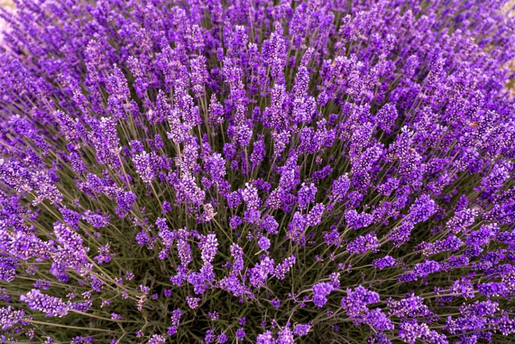 Photo Natural remedies