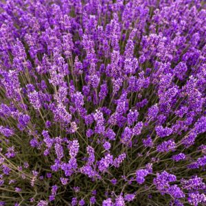Photo Natural remedies