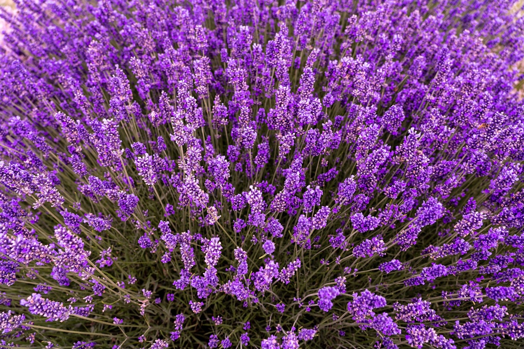 Photo Natural remedies