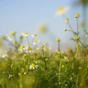 Photo Herbal supplements