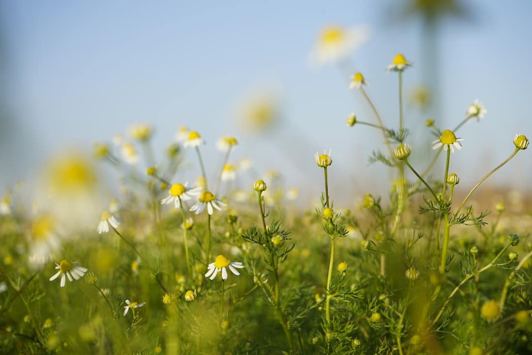 Photo Herbal supplements