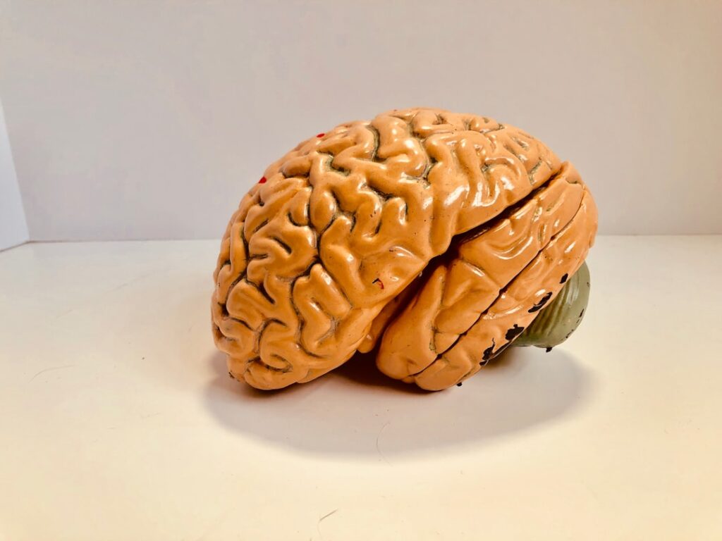 Photo Brain supplements