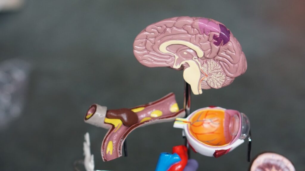 Photo Brain cells