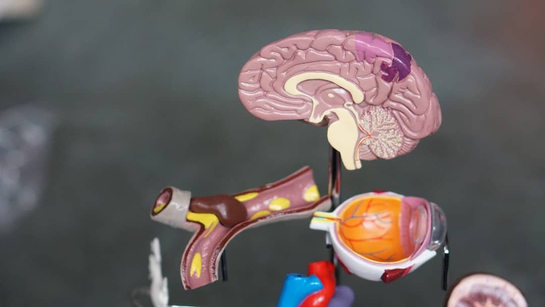 Photo Brain cells