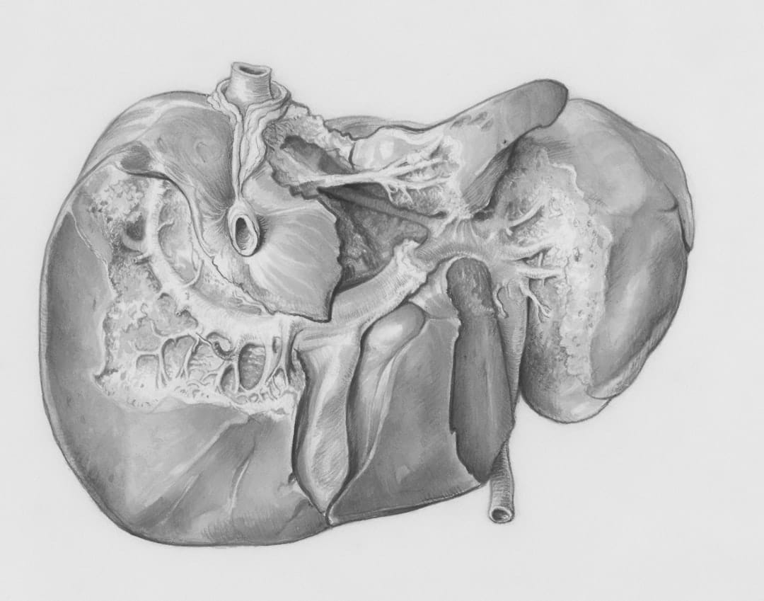 Photo Liver detoxification